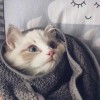 我爱吃火锅