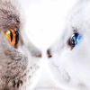 等雪的猫