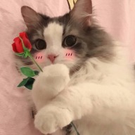叶胖胖