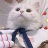 宠鸭
