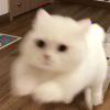 琉堇年